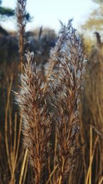 Close-up of wheat plants on field against sky