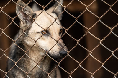 Close-up of dog seen through chainlink fence