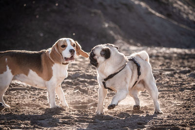 Two dogs looking away