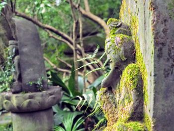 Close-up of lizard on tree trunk
