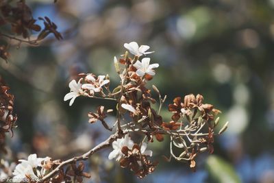 Close-up of white cherry blossom tree