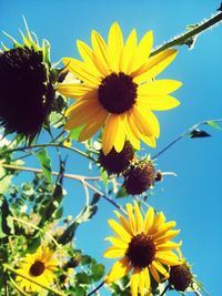 Low angle view of sunflower blooming against sky