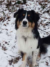 High angle view of dog on snow covered land