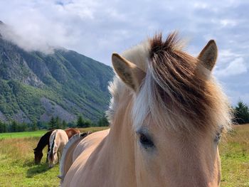 Horse in a field