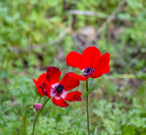 Close-up of red flower blooming in field