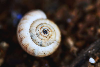 Close-up of animal shell