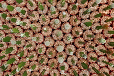 Full frame shot of succulent plants