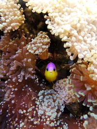 Close-up of coral in sea