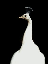 Close-up of animal over black background