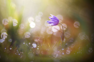 Close-up of purple flowering plant in field