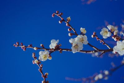 Low angle view of cherry blossoms blooming on branches against blue sky