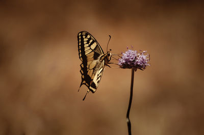 Close-up of butterfly pollinating on flower