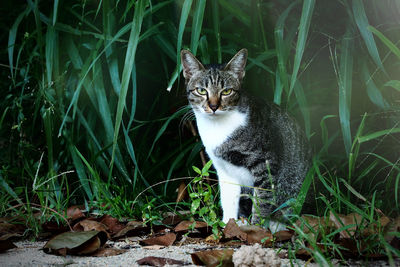 Portrait of cat sitting on field