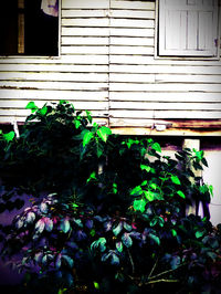 Plants growing on a wall