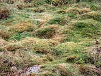 Close-up of corn field