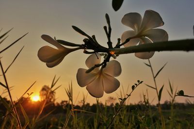 Close-up of flowers blooming on field against sky at sunset