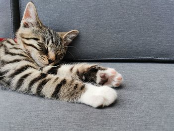 High angle view of cat resting