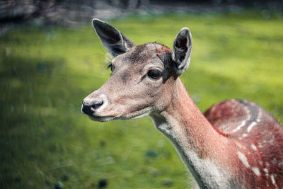 Close-up of an animal