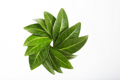 Close-up of plant against white background