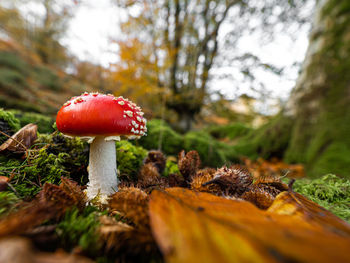 Close-up of mushroom growing in forest