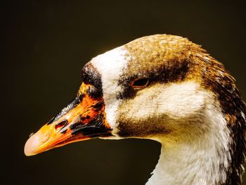 Close-up of a bird over black background