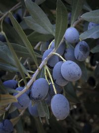 Close-up of fruits growing on plant