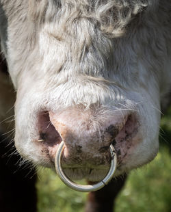 Close-up of a horse