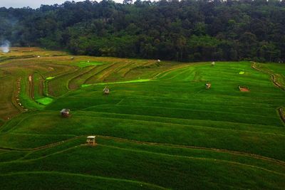 Aerial panorama of agrarian rice fields landscape like a terraced rice fields ubud bali indonesia