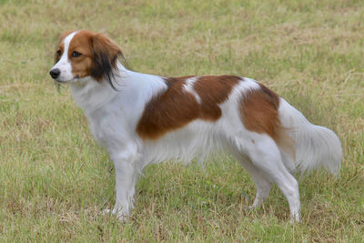 Side view of dog standing on field