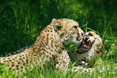 Close- up of leopards relaxing at grassy field