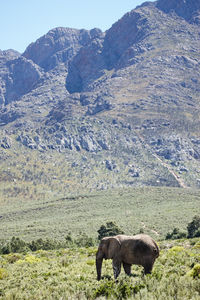 Horse grazing on field