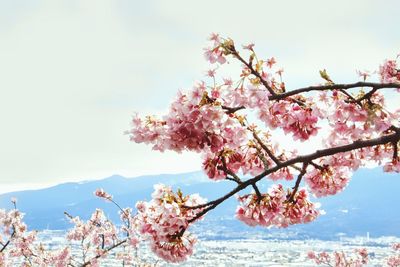 Low angle view of cherry blossoms against sky