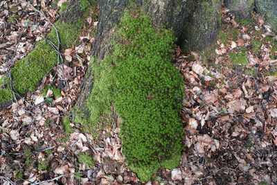 High angle view of plant growing on field