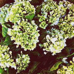 Close-up of white flowers