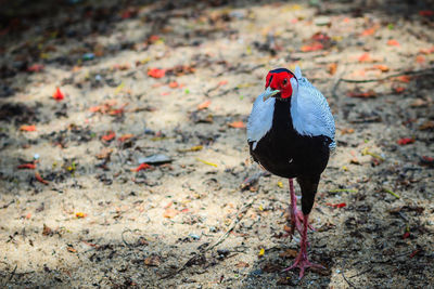 Close-up of bird perching on a field