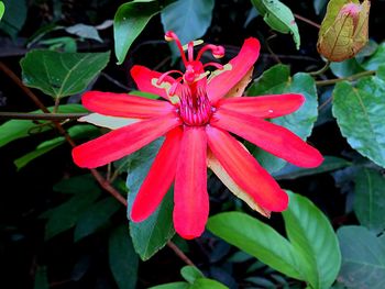 Close-up of pink flower