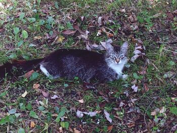 Portrait of cat on field