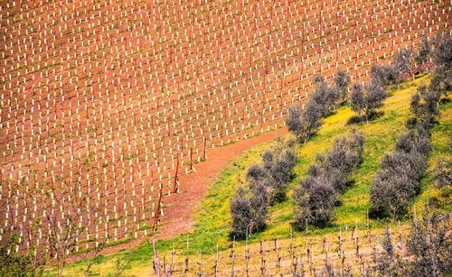 Scenic view of vineyard on sunny day