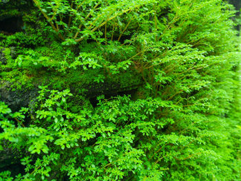 Full frame shot of plants growing in forest