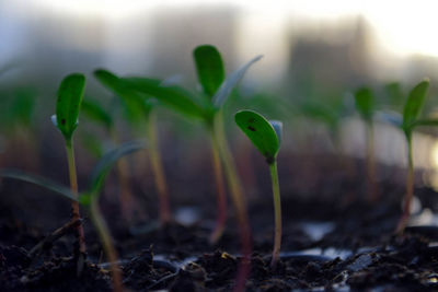 Close-up of plant growing on field