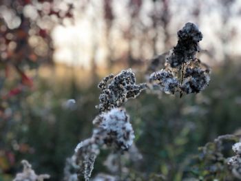 Close-up of snow on tree during winter