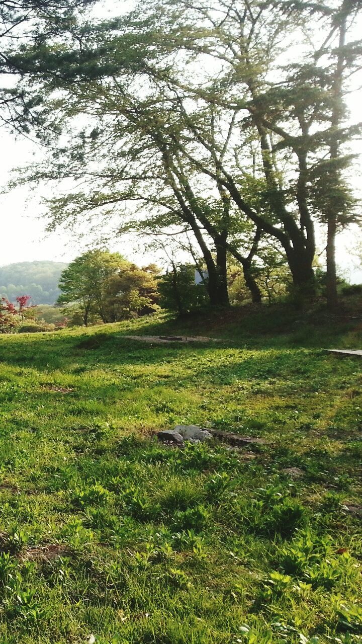 grass, tree, tranquility, field, tranquil scene, growth, landscape, grassy, green color, nature, beauty in nature, scenics, branch, sky, tree trunk, day, outdoors, no people, sunlight, non-urban scene