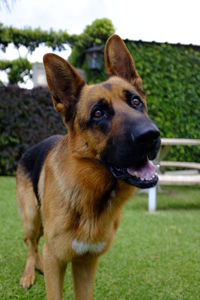 Portrait of dog standing on field