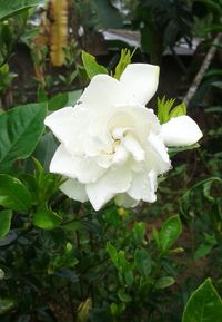 Close-up of wet flower blooming outdoors