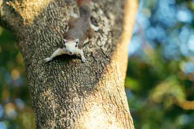 Close-up of squirrel on tree trunk