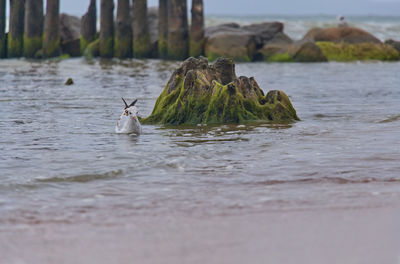 Seagull swimming in the sea