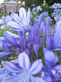 Close-up of purple crocus blooming outdoors