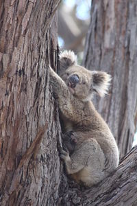 Portrait of koala bear sitting on tree