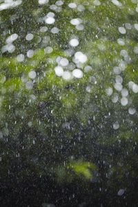 Full frame shot of snow covered plants