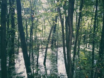 Trees growing in forest